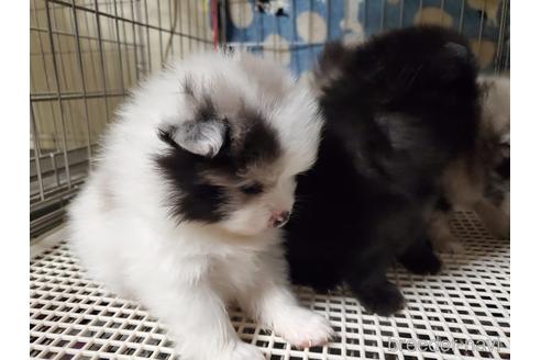 成約済の愛知県のポメラニアン-163356の9枚目